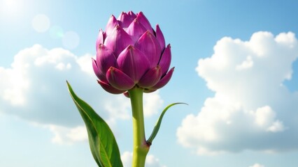 A single purple flower with green leaves sitting in front of a bright blue sky