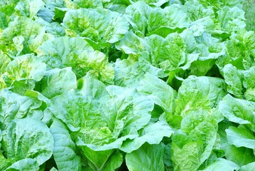 Naklejka premium Close up a bed of Lettuce growing in a garden