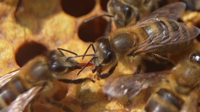 close up of a bee on the ground