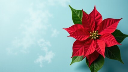 A single red poinsettia flower on a bright blue background