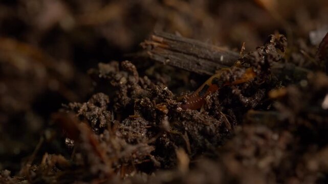 Worm activity in rich garden compost