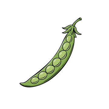 Hand drawn illustration of a single green pea pod with multiple peas inside on a plain background