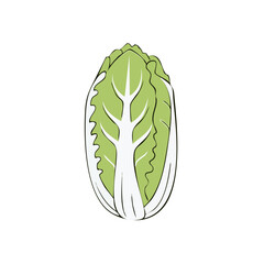 Fototapeta premium Crisp Green Chinese Cabbage Vegetable Illustration