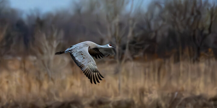 Crane on the Wing seen near Kearney