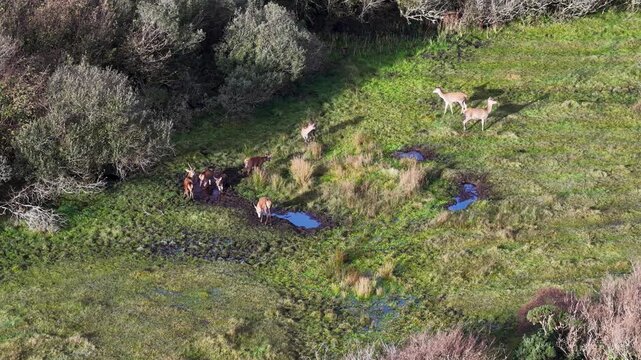 Red deer stags and hinds wallowing in the mud during the rut in County Donegal, Ireland