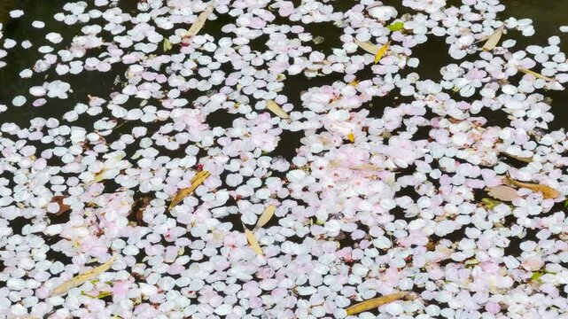 六郷用水 水面に浮かび敷き詰められた桜の花びら