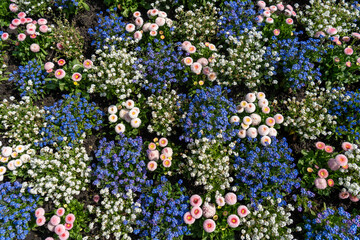 Pink daisies with blue and white forget-me-nots on a flower bed in garden blooming bg © artemstepanov