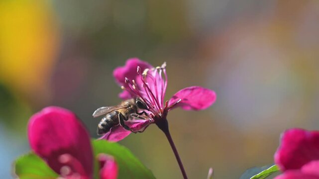 Honeybee on Vibrant Pink Blossom.  Sunny Spring Macro. Close-up of a honeybee collecting pollen on bright pink spring blossoms under warm sunlight. High clarity and sharpness highlight.