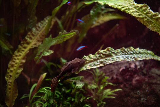 black upside-down catfish, Synodontis nigriventris Resting on Green Aquatic Plant, Unique Freshwater Fish in Natural Style Aquarium
