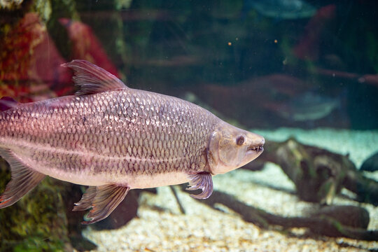 Goliath Tigerfish Underwater in Natural Looking Habitat, Powerful African Freshwater Predator Close Up