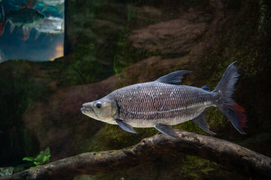 Goliath Tigerfish Underwater in Natural Looking Habitat, Powerful African Freshwater Predator Close Up