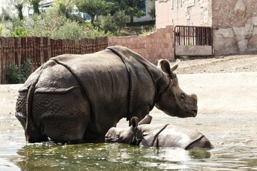 Naklejka premium Adult Indian rhinoceros and its calf are standing and lying in a shallow pool of water inside a zoo enclosure during daytime. The mammals have thick folded skin and one horn on their snout in the park