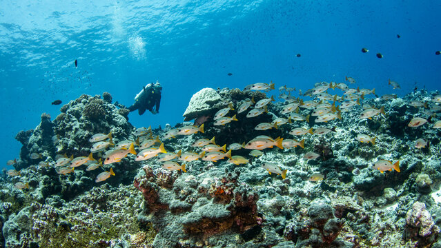 Group of one-spot snapper and scuba diver, French Polynesia