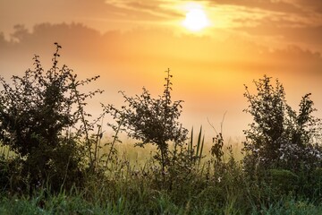 Malowniczy wschód słońca nad zamgloną łąką. Sylwetki krzewów na pierwszym planie w złotym świetle poranka. Spokojny wiejski krajobraz o świcie, natura i sielankowa atmosfera. © Henryk Niestrój