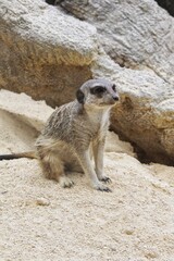 Fototapeta premium A meerkat suricata suricatta sitting on sandy ground next to large grey stones or rocks. The animal is in an alert posture looking to the side during daytime in a zoo or natural habitat setting today