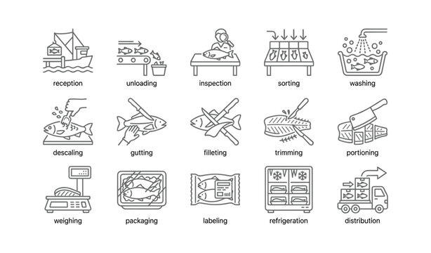 Illustration of fish processing stages: unloading to distribution
