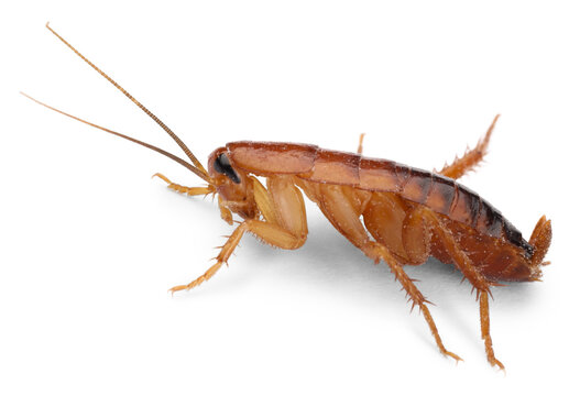 One cockroach on white background. Pest control