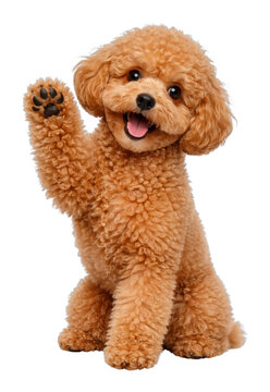 PNG Adorable curly-haired dog waving.