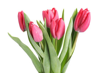Obraz premium Bouquet of pink tulips isolated on white