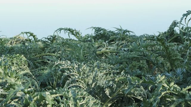 Vast field of vibrant green artichoke or cardoon plants under a clear, bright sky. Healthy, organic growth perfect for agriculture, nature, and fresh produce themes, highlighting natural beauty.