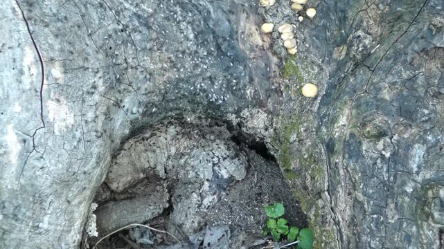 Ant colony Lasius niger active on old forest stump as example of garden pest, camera tilt, wide shot, natural lighting. Hard Work and Interconnection.