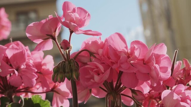 Close-up of vibrant fuchsia pink geranium flowers blooming beautifully under bright natural sunlight, showcasing their delicate petals and lush green foliage, a perfect symbol of spring and summer.