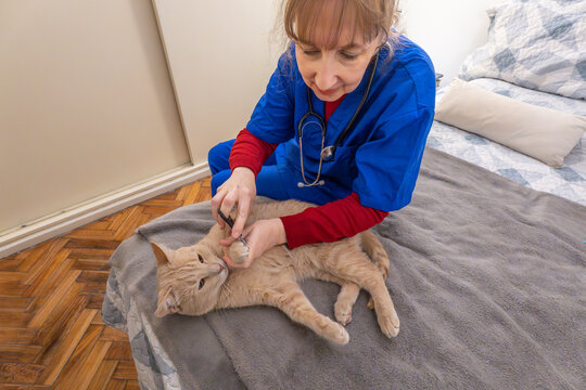 Professional veterinarian cutting cat nails during home visit