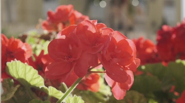 Close-up of a vibrant cluster of red-orange geranium flowers blooming beautifully under the warm sunlight, highlighting their delicate petals and lush green leaves. Perfect for themes of spring, summe
