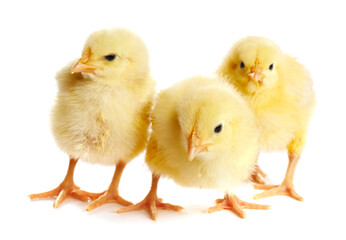 Obraz premium Cute yellow chicks on white background. Baby animals