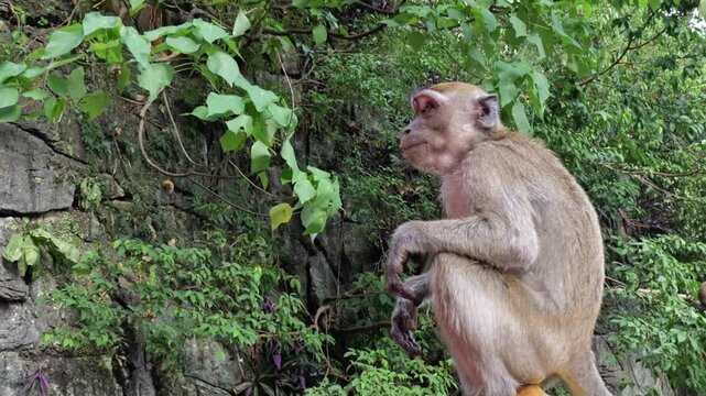 Side view of a brown macaque monkey perched on a stone ledge surrounded by lush green tropical foliage and rocky cliffs. The animal is holding a small piece of fruit in its hand. Natural daylight high