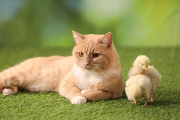 Obraz premium Cute ginger cat and chicks on artificial grass, closeup