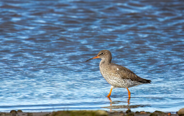 Obraz premium redshank wading bird feeding at the water's edge