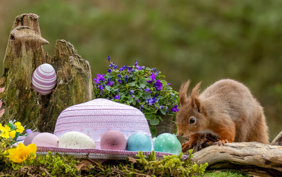 Cute and curious Scottish red squirrel in a easter scene with a pink bonnet and easter egg decorations in the forest