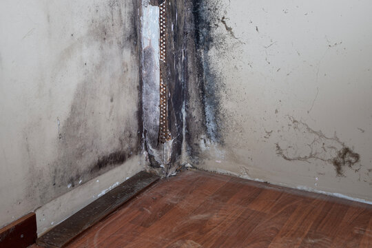 Black mold growth on wall corner due to humidity. Condensation and moisture damage in house.
