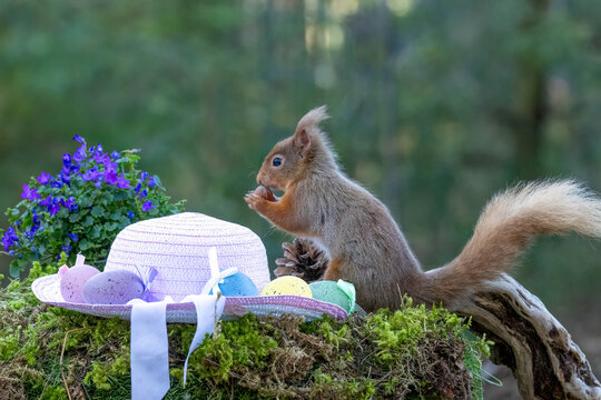 Cute and curious Scottish red squirrel in a easter scene with a pink bonnet and easter egg decorations in the forest