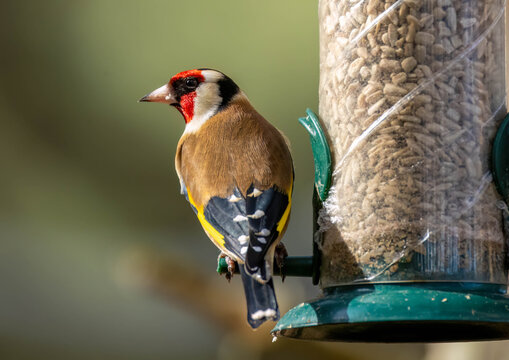 Close up of a goldfinch on a sunflower heart bird feeder