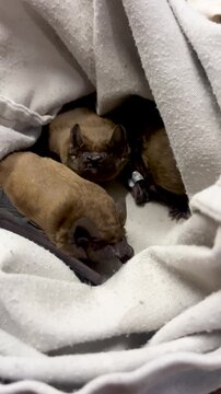 Bats in a white bag with rings on their paws. Bat Research, Bat Rehabilitation Center. Bat rescue, study and rehabilitation.