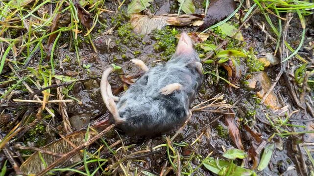shrew (Blarina carolinensis similar to a mouse) lies on its back without moving on the wet ground - frozen from the cold rain. Animals in wildlife