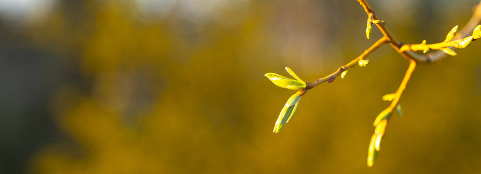 Young buds blossoming on a tree branch on a sunny day.