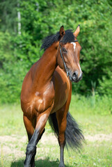 Fototapeta premium portrait of young bay sportive stallion posing at sunny summer day