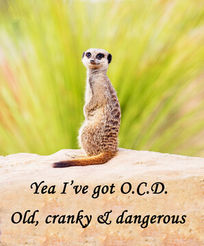 A meerkat with the message 'Yes I've got O.C.D. Old Grumpy and Dangerous' as a concept sign