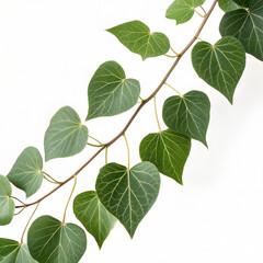 Naklejka premium Lush green ivy vine with heart leaves on white b.