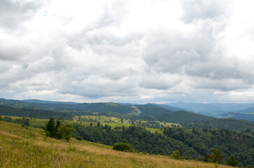 Fototapeta premium Peaceful mountain landscape featuring rolling green hills, a wildflower meadow in the foreground, scattered trees and dense forested ridges under dramatic cloudy skies. Carpathian Mountains, Ukraine