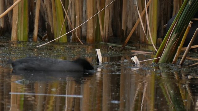 Two Eurasian coots observing a common toad as it swims past them in the swamp water. Natural lighting, Medium shot, Overcast. Connection and Curiosity.