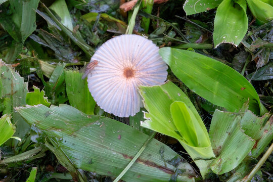 Parasola plicatilis mushroom growing in grass clippings. Ideal image for mycology, biodiversity, soil ecology and ephemeral nature beauty themes.