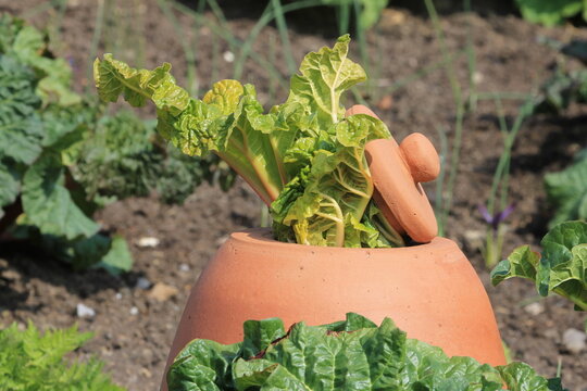 A clay rhubarb forcer with rhubarb growing out of the top