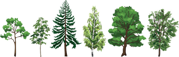Set of various deciduous and coniferous trees: maple, horse chestnut, spruce, birch, oak, and rowan. Realistic vector illustration © Kazakova Maryia