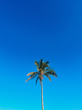 Coqueiro - Martim de S&aacute; - Caraguatatuba - SP