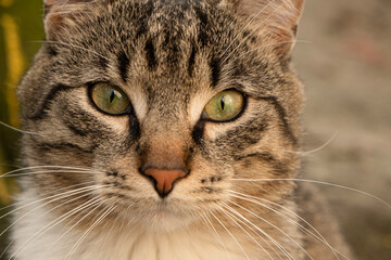 Obraz premium Close up a stray cat relaxing outdoors in an urban environment, capturing everyday street life and the quiet resilience of animals in the city