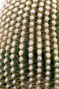Close-up of spine and areole details on the trunk of a saguaro cactus. Sonoran Desert, Arizona, USA.